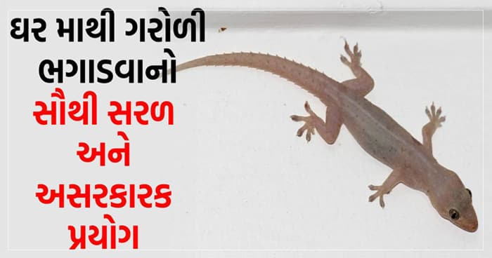 ઘરમાંથી ગરોળી ભગાડવાનો સાવ સસ્તો અને સરળ પ્રયોગ, ઘરમાં નહિ રહે એક પણ ગરોળી..