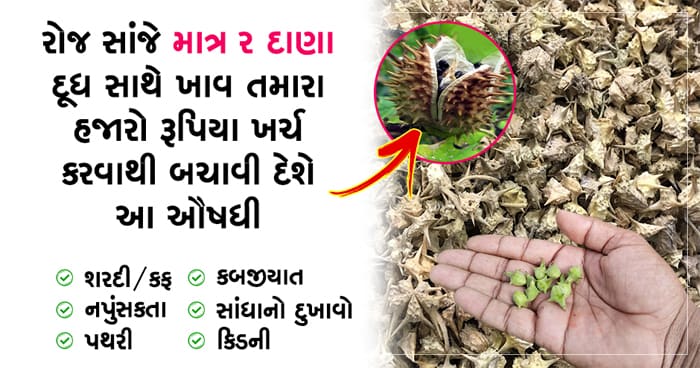 રોજ સાંજે માત્ર 2 દાણા દૂધ સાથે ખાવાથી અનેક બીમારીઓ જીવનભર રહેશે દુર રહેશે
