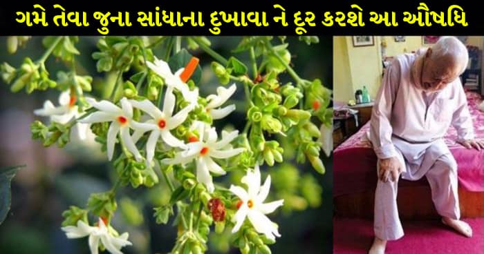 ઘણી બીમારીઓનો ઈલાજ છે આ વૃક્ષ, આના ફાયદાઓ જાણીએ તમે પણ રહી જશો દંગ, અચૂક જાણો વૃક્ષ વિશે