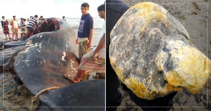 વ્હેલ માછલીની ઉલ્ટીએ ગરીબ માછીમારને બનાવ્યો કરોડપતિ, રાતોરાત લાગી આટલા કરોડ ની લોટરી..