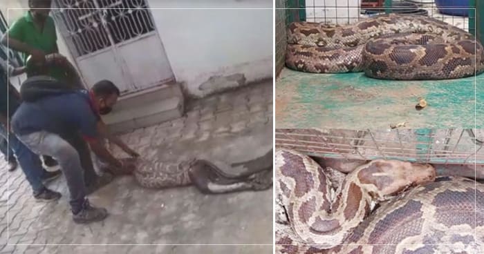 પહેલા જીવતા વાંદરાને ગળી ગયો અજગર, પછી મુશ્કેલીમાં ફસાઈ ગયું જીવન, જાણો પછી શું થયું