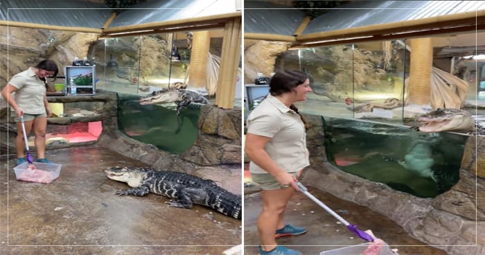 ભૂખ્યા મગરને ખવડાવવા ગયેલી છોકરી પર મગરે કર્યો હુમલો, પછી થયું કંઈક આવું જુઓ વિડીયો..