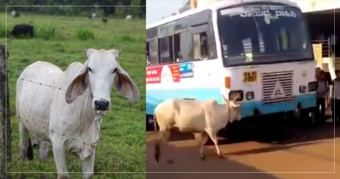 આ ગાય દરરોજ રોકે છે એક જ બસનો રસ્તો, કારણ જાણીને ભાવુક થઈ જશો તમે