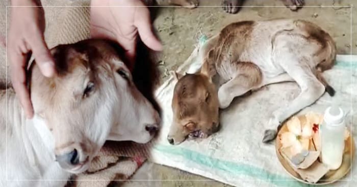 નવરાત્રીમાં ચમત્કાર : ગાય એ 2 માથા અને 3 આંખ વાળા વાછરડાને આપ્યો જન્મ, લોકો માની રહ્યા છે માં દુર્ગાનું રૂપ, જુઓ વિડીયો..