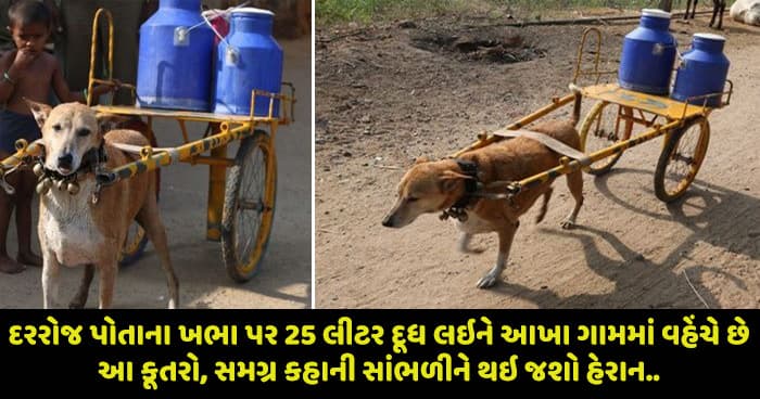 દરરોજ પોતાના ખભા પર 25 લીટર દૂધ લઇને આખા ગામમાં વહેંચે છે આ કૂતરો, સમગ્ર કહાની સાંભળીને થઇ જશો હેરાન..