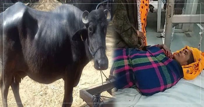 દૂધદોતી વખતે મહિલા પર પડી ભેંસ, મહિલા બચી ગઈ, પણ 5 મિનિટ પછી થયું એવું જાણીને તમે ચોંકી જશો..
