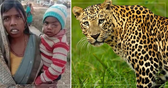 દીકરાને બચાવવા 1 કિમી સુધી દીપડાની પાછળ દોડી માતા, મોતના મુખમાંથી બહાર કાઢ્યું બાળકને